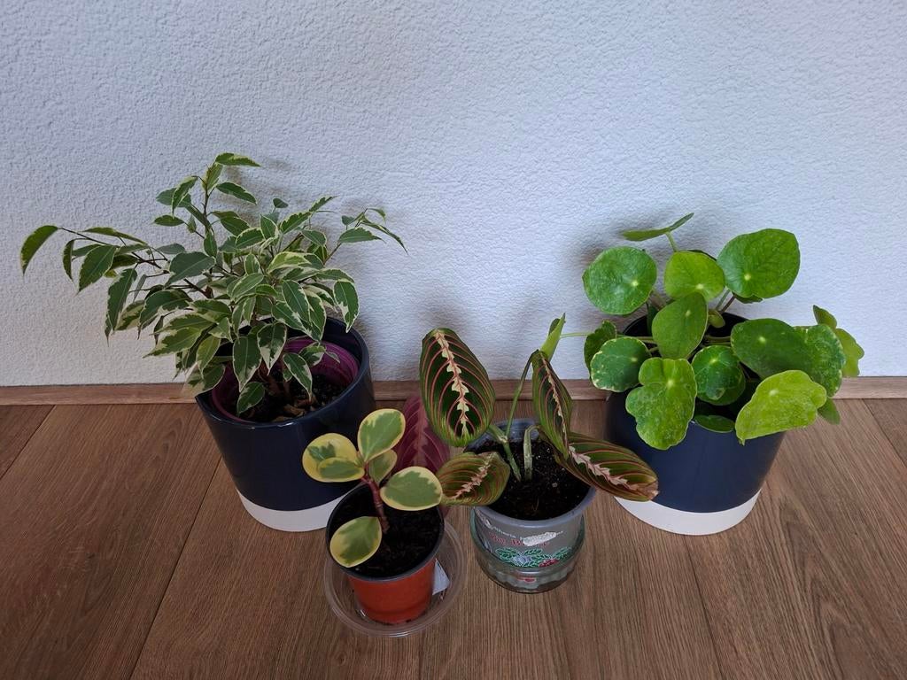 OPRUIMING 4 Mooie Kamerplanten, Ophalen