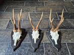 3 Prachtige Ree Geweien samen € 29 jacht hut mancave g33, Ophalen of Verzenden, Zo goed als nieuw, Hert, Gewei of Kop