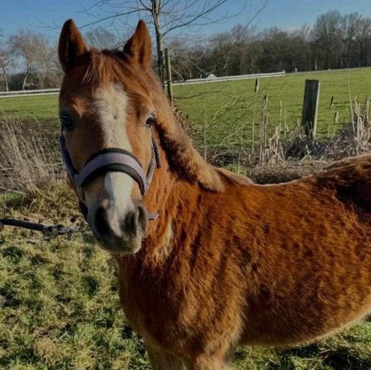 Gezocht. Weidegang/stallen, Weidegang