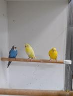 grasparkieten, Dieren en Toebehoren, Vogels | Parkieten en Papegaaien, Vrouwelijk, Parkiet, Geringd