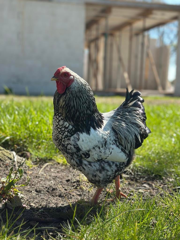 Lieve wyandotte kriel hanen, Dieren en Toebehoren, Pluimvee, Mannelijk, Kip