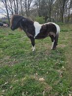 Mini ezels en bonte shetlanders, Dieren en Toebehoren, Merrie