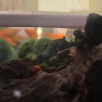 5 black molly vissen, Dieren en Toebehoren, Vis, Zoetwatervis