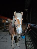 Verzorgpony aangeboden, Dieren en Toebehoren, Paarden en Pony's | Verzorgingsproducten, Ophalen of Verzenden