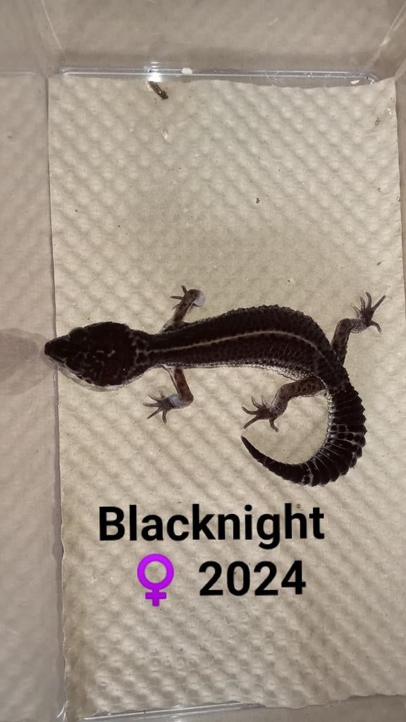 Blacknight vrouw 2024 luipaardgekko Leopard Gecko - female for sale from Ronald