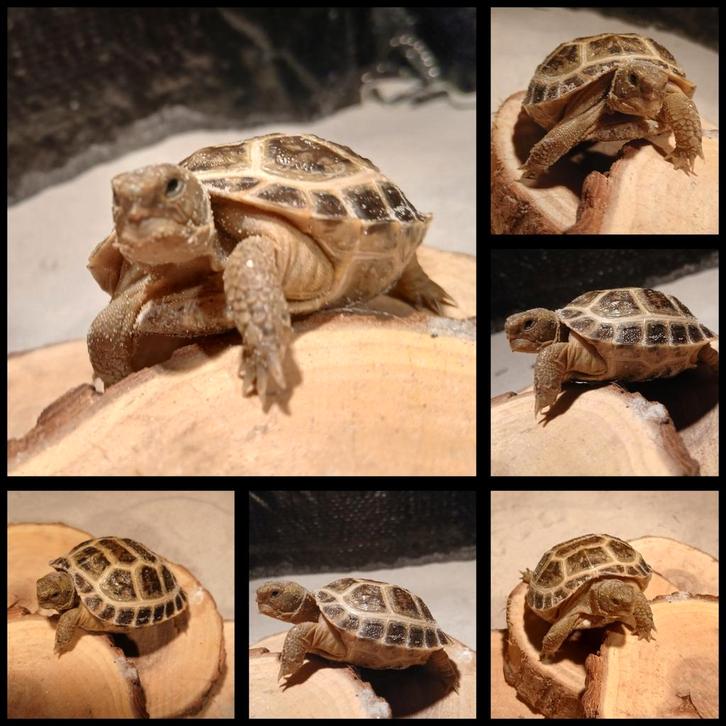 Vierteen landschildpad