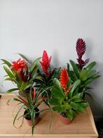 Kamerplanten 30-60cm bromelia  2 voor €5, Ophalen, Overige soorten, Halfschaduw, In pot