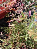 Nandina domestica grote planten de echte 80/90 cm pst 19,95, Vaste plant, Halfschaduw, Zomer, Ophalen