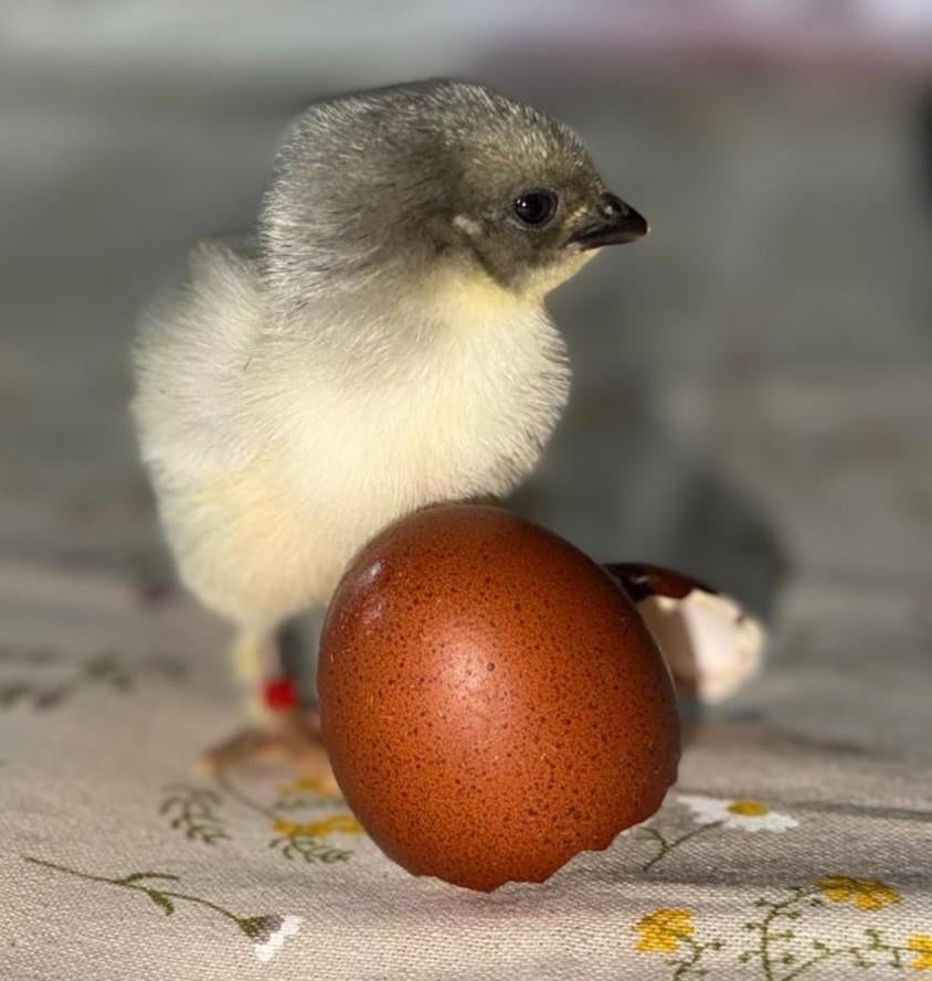 Broedeieren kleurleggers- regenboog- araucana olijf groen, Dieren en Toebehoren, Pluimvee, Geslacht onbekend, Kip