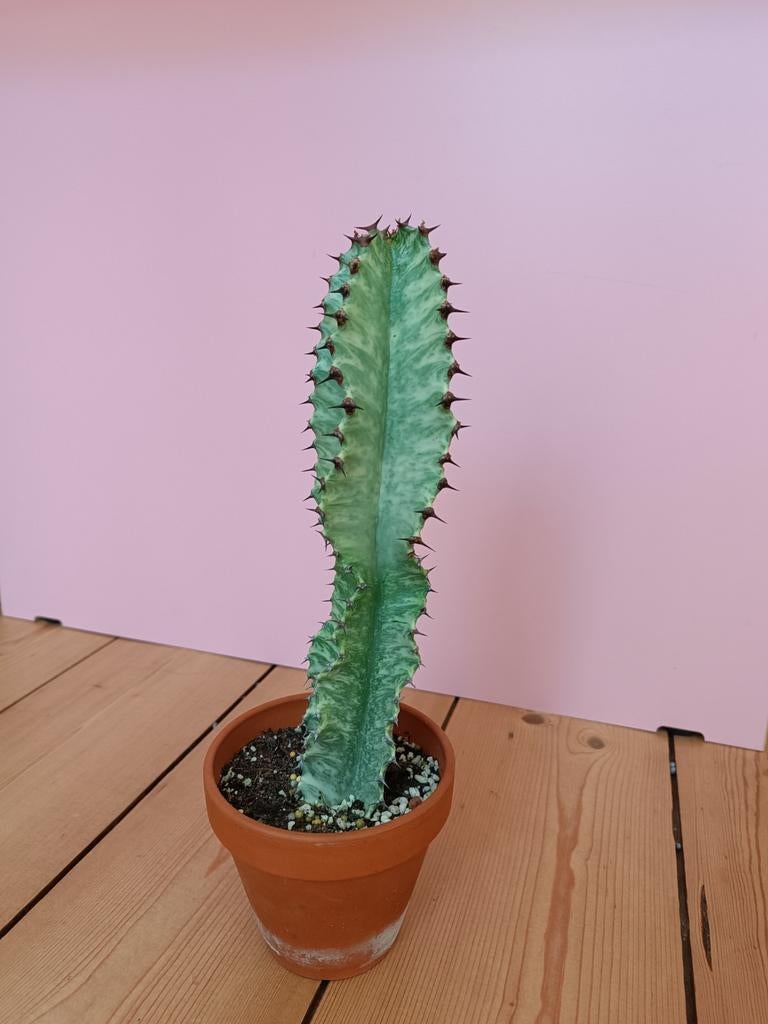 Cactus, Tuin en Terras, Planten | Tuinplanten, Ophalen