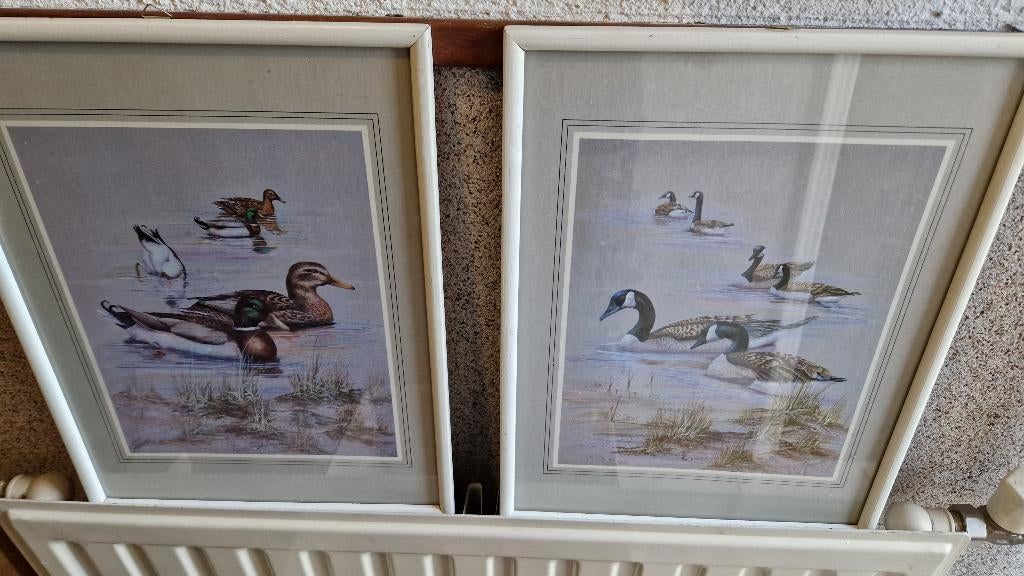 poezen-eenden - ganzen schilderijen, Minder dan 50 cm, Ophalen of Verzenden, Zo goed als nieuw, Foto of Poster