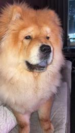 Chow chow reu, Dieren en Toebehoren, Honden | Niet-rashonden, 15 weken tot 1 jaar, Reu, Eén hond, Middel