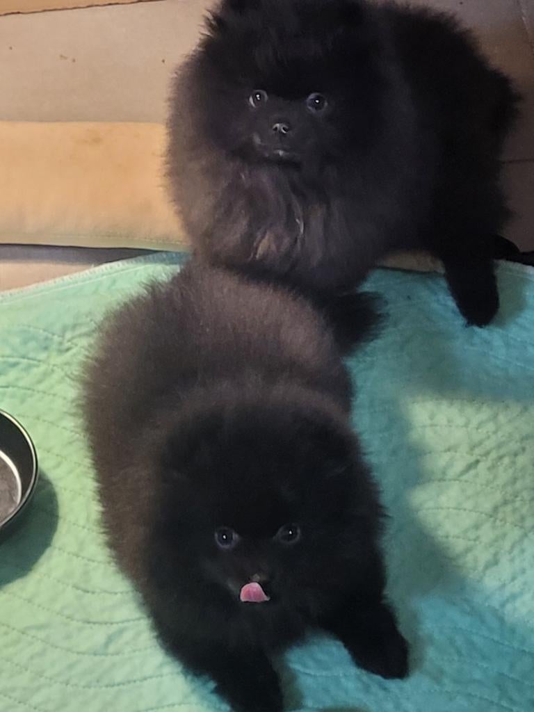 Pomeranian meisjes, Dieren en Toebehoren, Parvo, België, Particulier, Keeshond