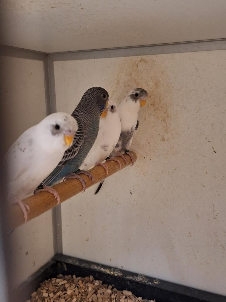 Blackface parkieten, Dieren en Toebehoren, Meerdere dieren, Kleurkanarie