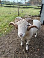 Wiltshirehorn ram., Mannelijk, Schaap