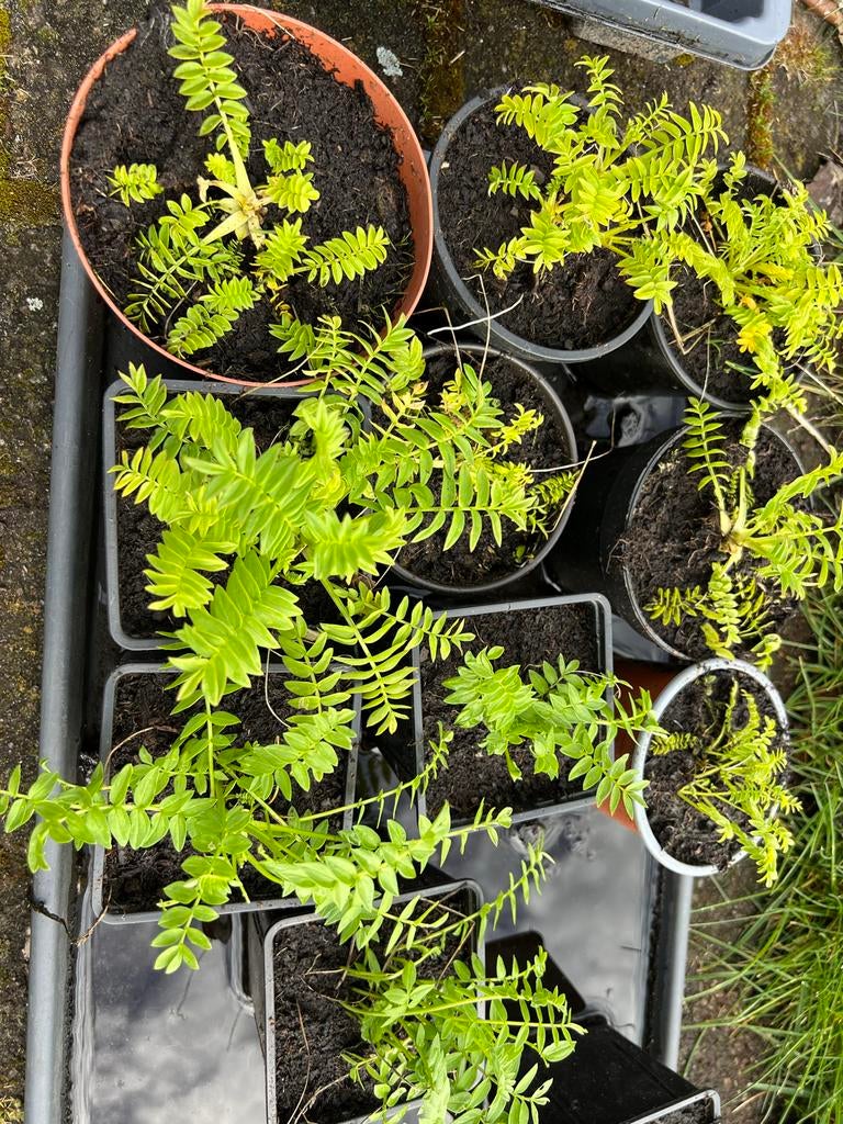 Jacobsladder plant met blauwe bloemen, Vaste plant, Halfschaduw, Zomer, Ophalen