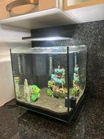 Aquarium te koop – compleet / goed onderhouden, Ophalen, Zo goed als nieuw, Gevuld zoetwateraquarium