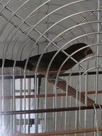 Twatwa Jongman Brasjong, Dieren en Toebehoren, Vogels | Overige Vogels, Mannelijk