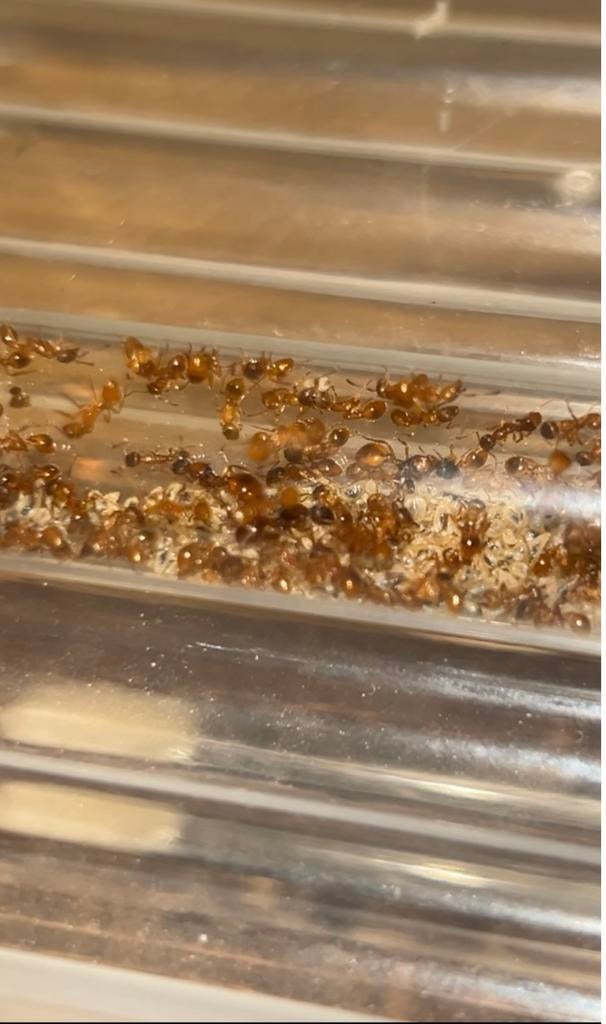 Myrmica rubra 2-3q + 100werksters / mieren ant kolonie, Dieren en Toebehoren, Insecten en Spinnen, Mieren