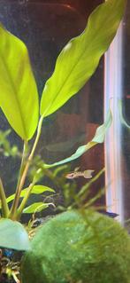 Groep Endler guppen, Dieren en Toebehoren, Vis