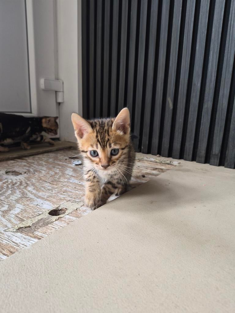 Bengaal kittens (katertjes)mogen verhuizen..., Kater
