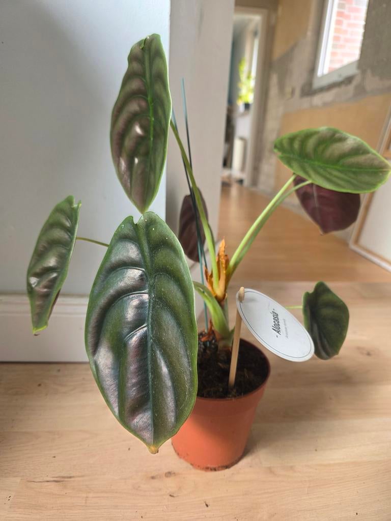 Alocasia Cuprea Red Secret - 30cm hoog, Huis en Inrichting, Kamerplanten, Ophalen, Overige soorten, Halfschaduw, In pot