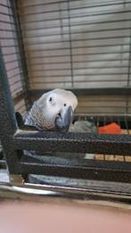 Roodstaart papegaai + kooi, Mannelijk, Papegaai, Pratend