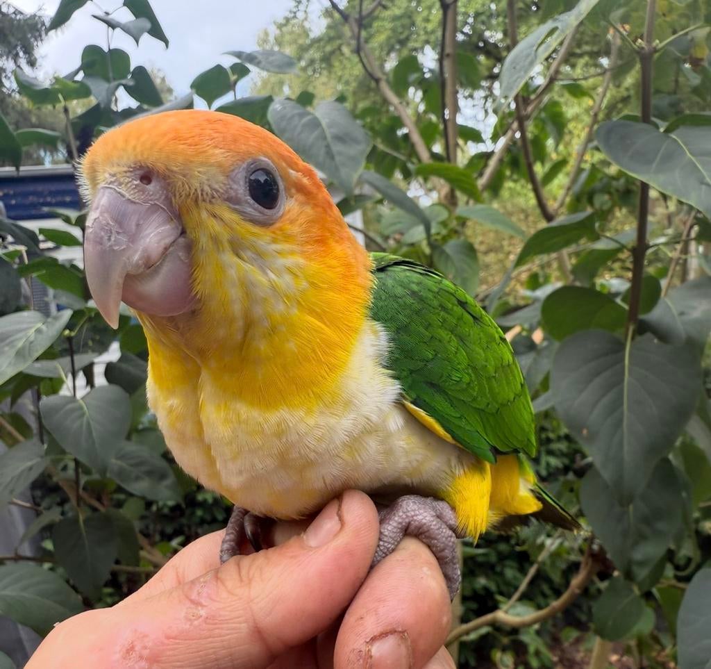 Super  tamme roestkop caique 2026, Dieren en Toebehoren, Vogels | Parkieten en Papegaaien, Meerdere dieren, Papegaai, Geringd