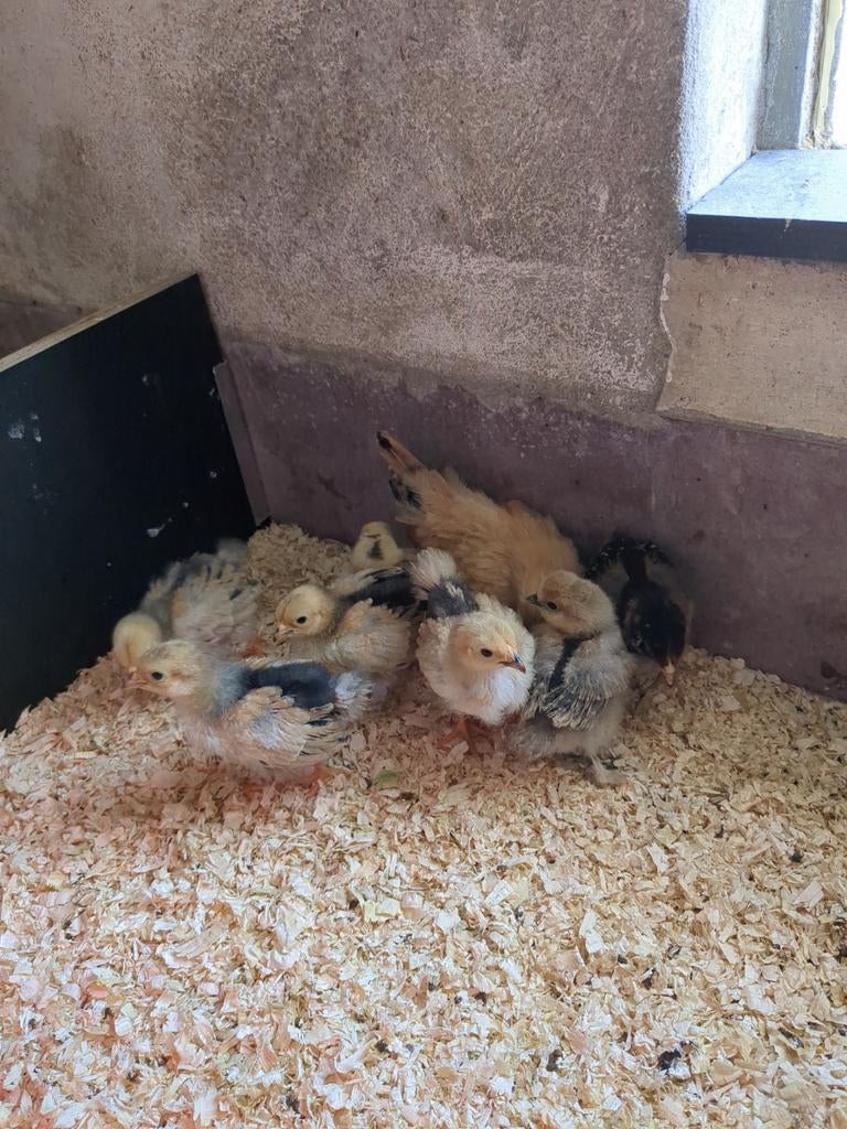 4 Wyandotte kriel, Dieren en Toebehoren, Vrouwelijk, Kip