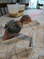 halsband bleekstaart violet pastel opaline, tam, Dieren en Toebehoren, Vogels | Parkieten en Papegaaien, Geslacht onbekend, Parkiet