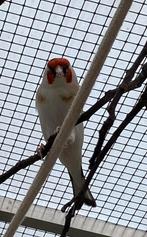 Witkeel major putter man te koop, Dieren en Toebehoren, Mannelijk, Wildzangvogel, Geringd