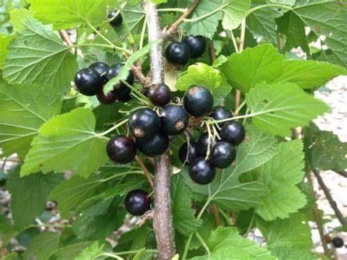 3 bessensstruiken (rood of zwart) voor 10 euro, Tuin en Terras, Planten | Fruitbomen, Ophalen, Minder dan 100 cm, Overige soorten