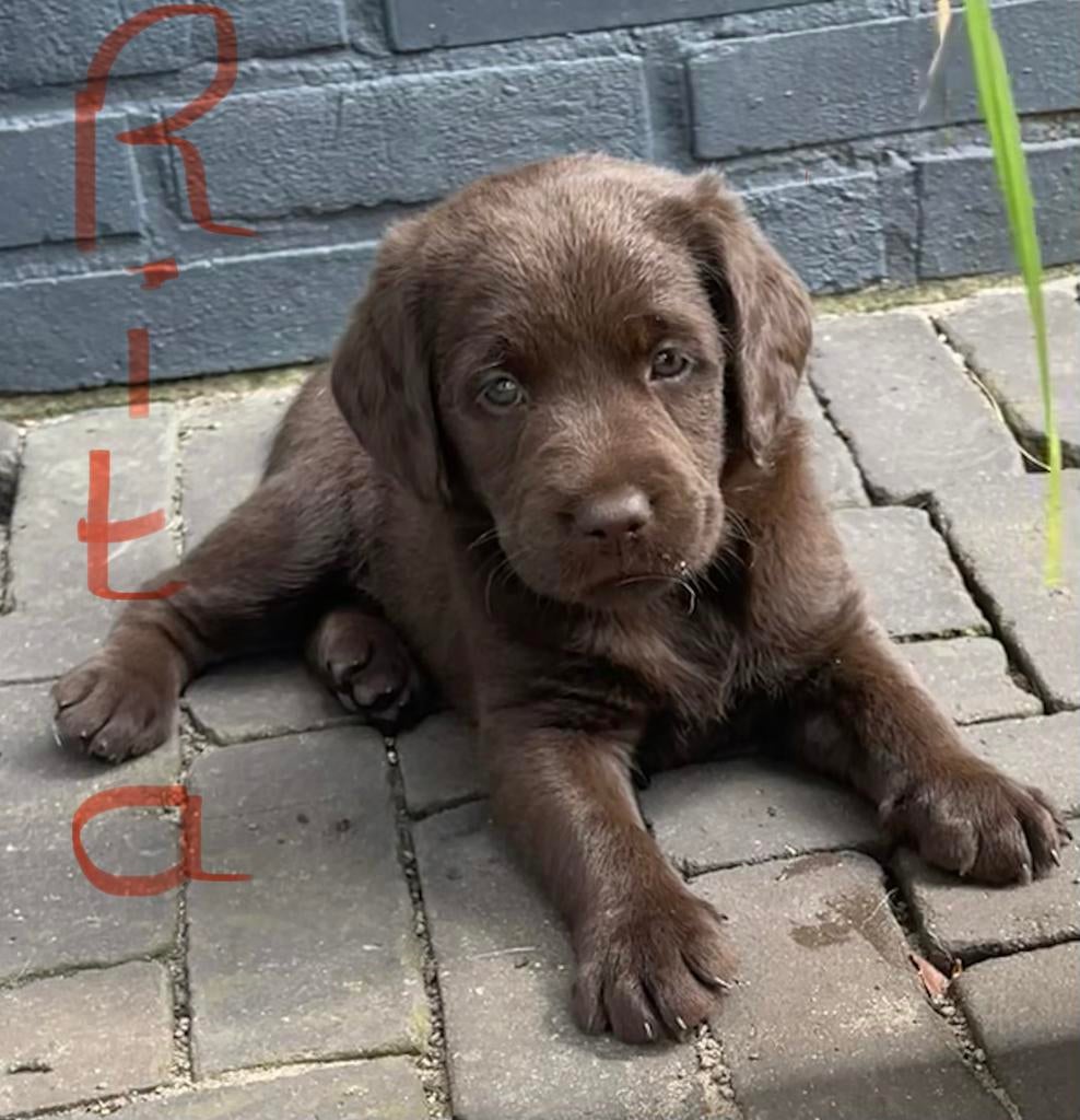 3 van de 5 unieke Labradoodle pups bruin/witte aftekeningen, Dieren en Toebehoren, Honden | Retrievers, Spaniëls en Waterhonden
