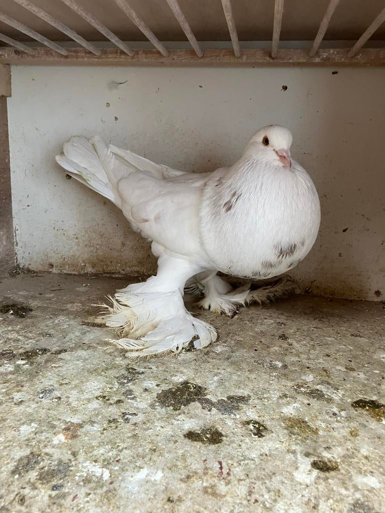 Hollandse kroppers 20€ per koppel of 70€ voor alles, Dieren en Toebehoren, Vogels | Duiven, Meerdere dieren, Postduif