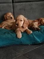 Engelse Cocker spaniel pups, Parvo, 8 tot 15 weken, Meerdere, Meerdere dieren