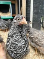 Lieve amrock haan, Dieren en Toebehoren, Pluimvee, Mannelijk, Kip