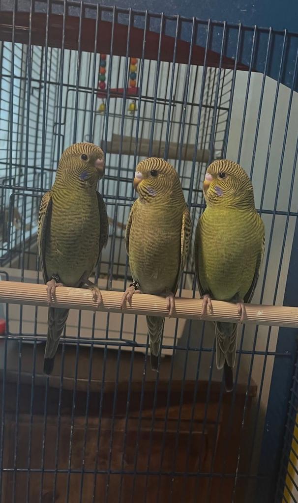 Blackface parkieten te koop, Dieren en Toebehoren, Vogels | Parkieten en Papegaaien, Mannelijk, Parkiet, Geringd