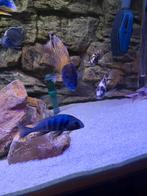 Aulonocara maleri malawi, Dieren en Toebehoren, Vis