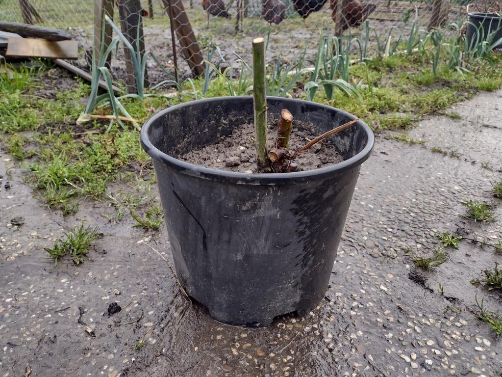 Twee Doornloze Bramen Black Satin in Pot, Ophalen, In pot, Overige soorten