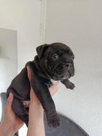 American Bully micro x pocket, Dieren en Toebehoren, Honden | Bulldogs, Pinschers en Molossers, Overige rassen, 8 tot 15 weken