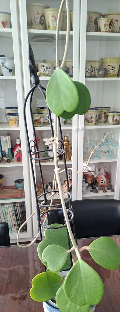 Hoya Kerrii, Huis en Inrichting, Kamerplanten, Ophalen, Halfschaduw, Minder dan 100 cm
