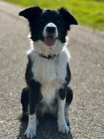 Border Collie stamboom ISDS pups: rond 11 april 2026 geboren, Sheepdog, 8 tot 15 weken, Geslacht onbekend, Meerdere