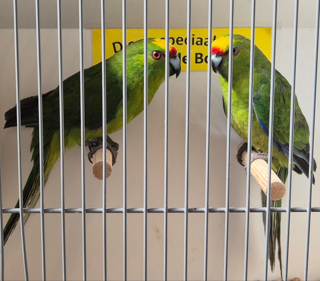 Koppel geelvoorhoofd kakariki parkieten, Dieren en Toebehoren, Meerdere dieren, Parkiet, Geringd
