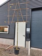 Carpinus betulus lei vorm, Leiboom, Ophalen of Verzenden, Lente, 250 tot 400 cm