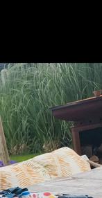 Grote Pampasgras Stronken (5 stuks) - Recent Afgedaan, Ophalen of Verzenden, Vaste plant, Siergrassen, Volle zon