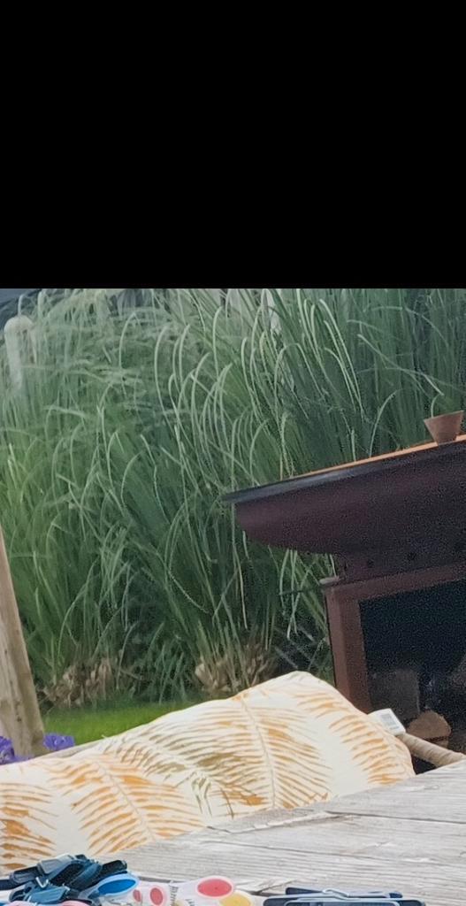 Grote Pampasgras Stronken (6 stuks) - Recent Afgedaan, Tuin en Terras, Planten | Tuinplanten, Vaste plant, Siergrassen, Volle zon