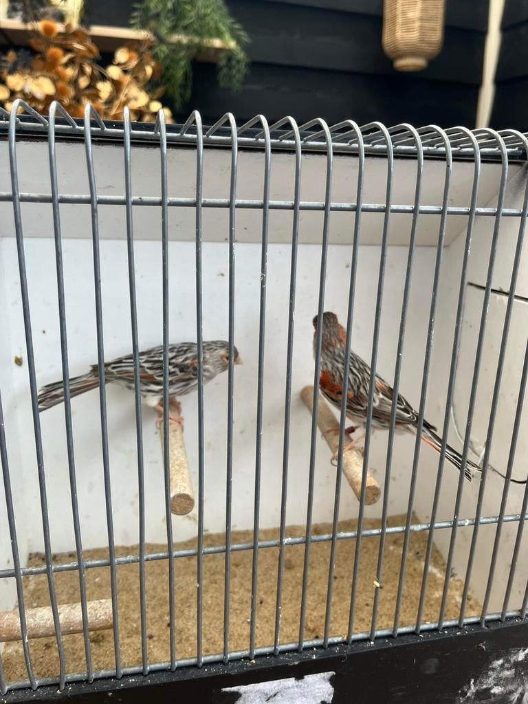 Kanarie koppel rood agaat mozaïek, Dieren en Toebehoren, Vogels | Kanaries, Meerdere dieren, Kleurkanarie