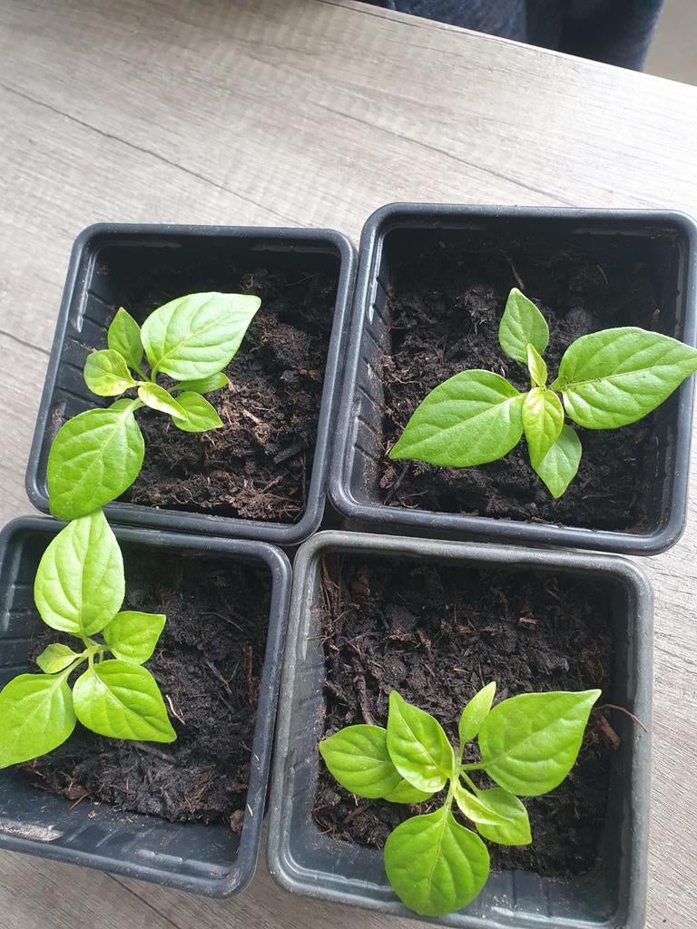 peperplantjes peper madame jeanet  moestuinplantje, Tuin en Terras, Planten | Tuinplanten, Eenjarig, Groenteplanten, Volle zon