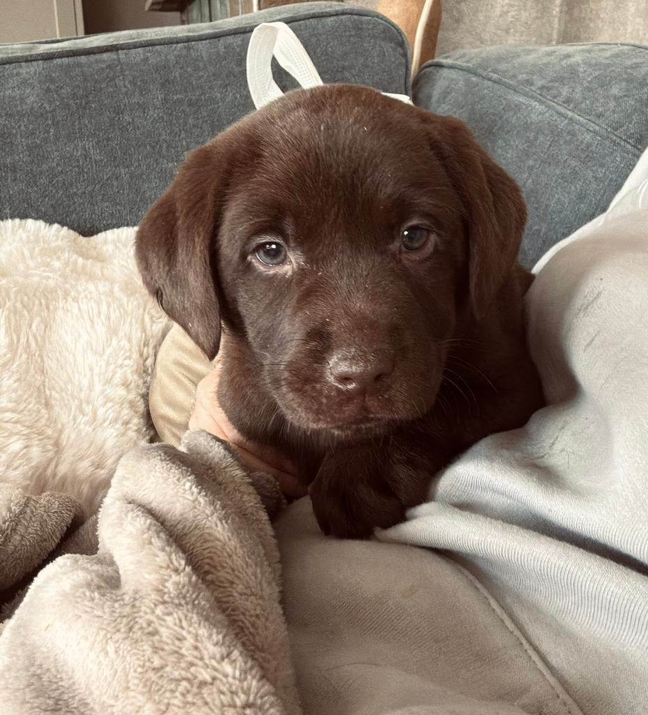 Bruine Labrador pup, Dieren en Toebehoren, Honden | Retrievers, Spaniëls en Waterhonden, 8 tot 15 weken, Labrador retriever, Meerdere