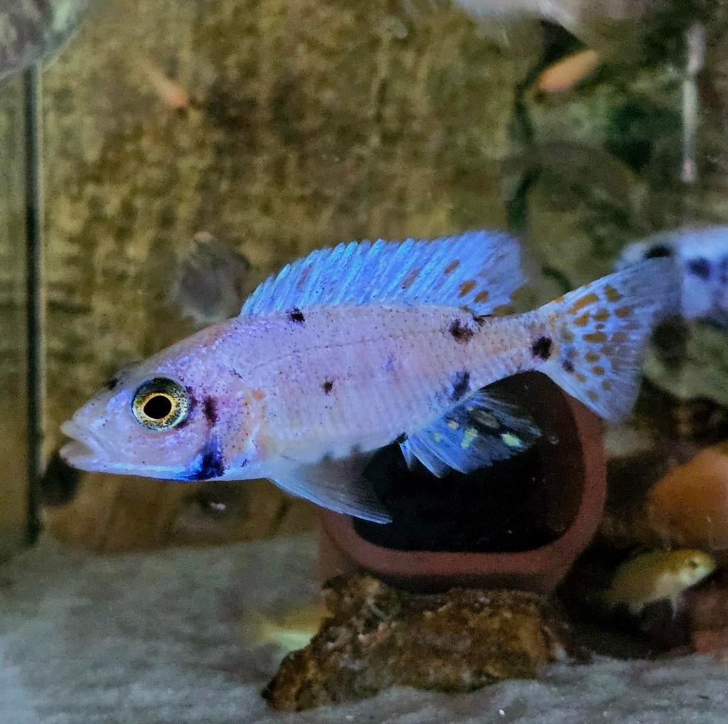 Zeldzame Fryeri Platinum Ice OB showman, Vis